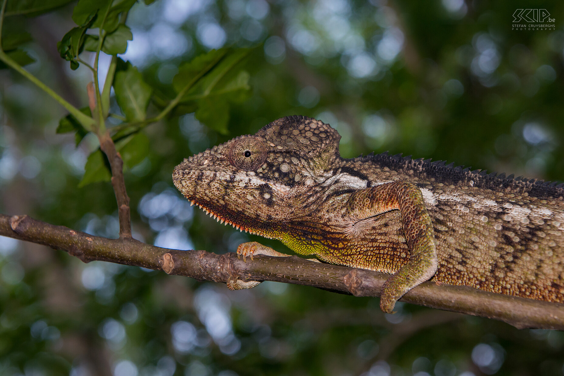 Anja - Oustalet's chameleon The Oustalet's or Malagasy giant chameleon (Furcifer oustaleti) is one of the largest species of chameleons. They can many different colors, but the main color is mostly white, brown-red or green-yellow. Males can have a length of 60cm while females are smaller. Stefan Cruysberghs